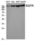 EGFR Polyclonal Antibody – Figure 1 of 4