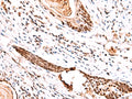 IRF2BP1 Polyclonal Antibody – Figure 1 of 3