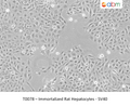 Immortalized Rat Hepatocytes - SV40 | Applied Biological Materials (abm)