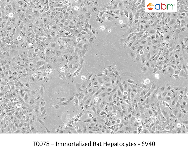 Immortalized Rat Hepatocytes - SV40 | Applied Biological Materials (abm)