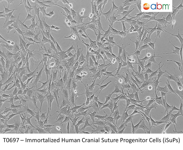 Immortalized Human Cranial Suture Progenitor Cells (iSuPs) | Applied Biological Materials (abm)