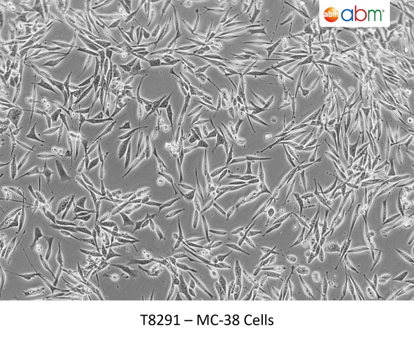 MC-38 Cells | Applied Biological Materials (abm)
