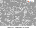 GFP Expressing PC-3 Stable Cell Line | Applied Biological Materials (abm)