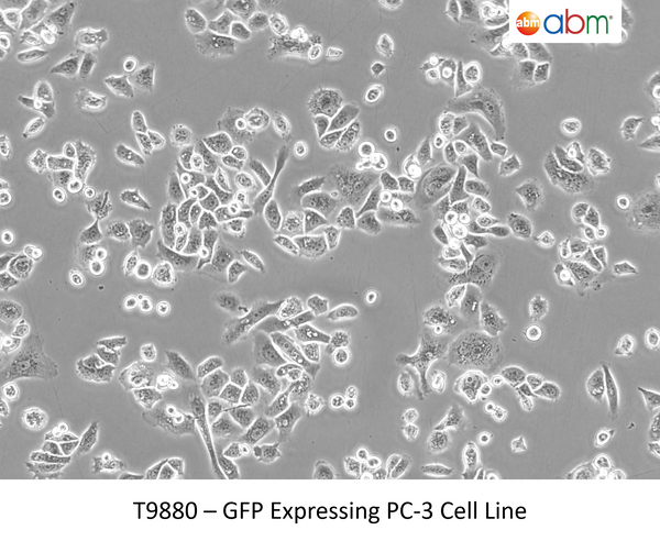 GFP Expressing PC-3 Stable Cell Line | Applied Biological Materials (abm)