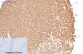 CD16 Monoclonal Antibody – Figure 1 of 3