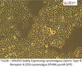 HEK293 Stably Expressing cynomolgous Ephrin Type-B Receptor 4 (293-cynomolgus EPHB4.puroR.GFP) | Applied Biological Materials (abm)