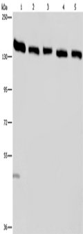 IPO4 Polyclonal Antibody – Figure 1 of 4