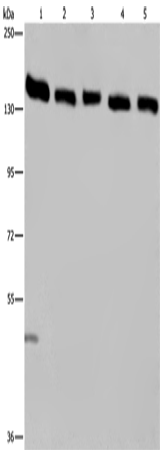 IPO4 Polyclonal Antibody – Figure 1 of 4