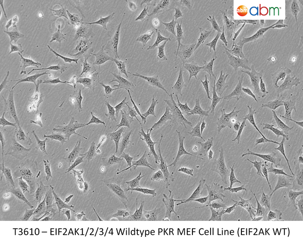 EIF2AK1/2/3/4 Wildtype PKR MEF Cell Line (EIF2AK WT) | Applied Biological Materials (abm)