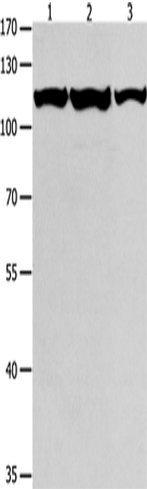 MCM3 Polyclonal Antibody – Figure 1 of 4