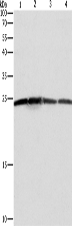 BAK1 Polyclonal Antibody – Figure 1 of 2