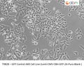 GFP Expressing AKR Stable Cell Line | Applied Biological Materials (abm)