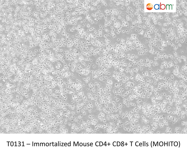 Immortalized Mouse CD4+ CD8+ T Cells (MOHITO) | Applied Biological Materials (abm)