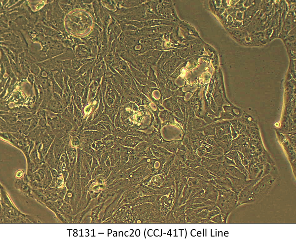 Panc20 (CCJ-41T) Cell Line | Applied Biological Materials (abm)