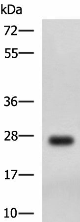 DHRS2 Polyclonal Antibody – Figure 1 of 3