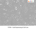 Cas9 Expressing L6 Cell Line | Applied Biological Materials (abm)