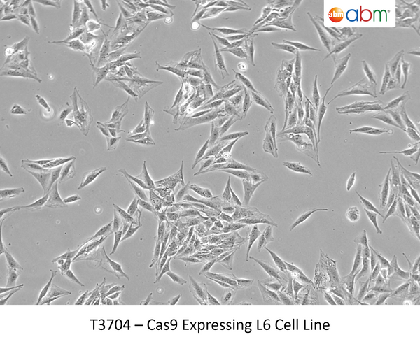 Cas9 Expressing L6 Cell Line | Applied Biological Materials (abm)