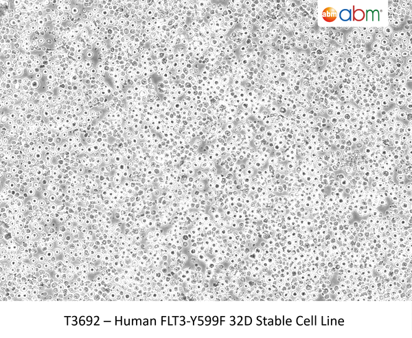 Human FLT3-Y599F 32D Stable Cell Line | Applied Biological Materials (abm)