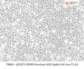 LPCAT3 CRISPR Knockout AGS Stable Cell Line-T2-42 | Applied Biological Materials (abm)