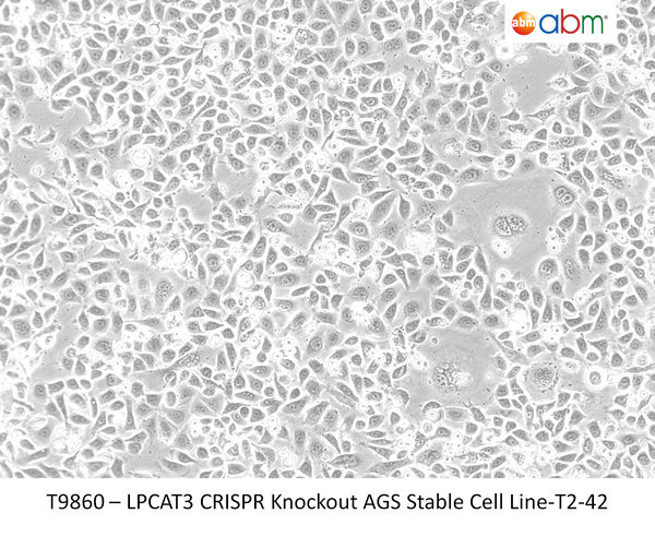 LPCAT3 CRISPR Knockout AGS Stable Cell Line-T2-42 | Applied Biological Materials (abm)