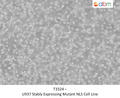 U937 Stably Expressing Mutant NLS Cell Line | Applied Biological Materials (abm)