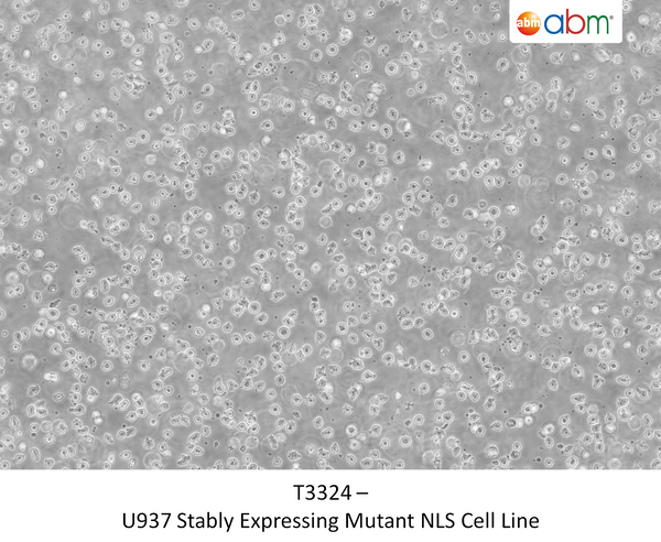 U937 Stably Expressing Mutant NLS Cell Line | Applied Biological Materials (abm)