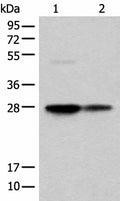 COA7 Polyclonal Antibody – Figure 1 of 4