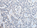PPIG Polyclonal Antibody – Figure 1 of 2