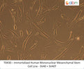Immortalized Human Mononuclear Mesenchymal Stem Cell Line - SV40 + SV40T | Applied Biological Materials (abm)
