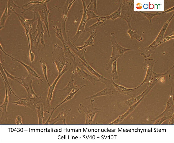 Immortalized Human Mononuclear Mesenchymal Stem Cell Line - SV40 + SV40T | Applied Biological Materials (abm)