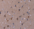 TUBGCP2 Polyclonal Antibody – Figure 1 of 3