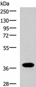 GPR6 Polyclonal Antibody – Figure 1 of 3