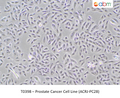 Prostate Cancer Cell Line (ACRJ-PC28) – Figure 1 of 1