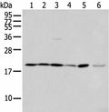 EEF1E1 Polyclonal Antibody – Figure 1 of 4