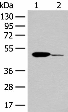 ACOD1 Polyclonal Antibody – Figure 1 of 2