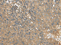EIF1AX Polyclonal Antibody – Figure 1 of 3