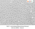 Immortalized Mesenchymal Stromal Cell Line (iMSC) - Clone 6 | Applied Biological Materials (abm)