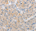 ARHGEF9 Polyclonal Antibody – Figure 1 of 3