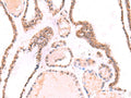 TOR1AIP1 Polyclonal Antibody – Figure 1 of 2