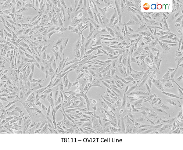 OVJ2T Cell Line | Applied Biological Materials (abm)
