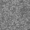 Y3-Ag 1.2.3 cell