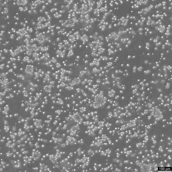 Y3-Ag 1.2.3 cell