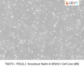POLQ<sup>-/-</sup> Knockout Nalm-6 MSH2+ Cell Line (#8) | Applied Biological Materials (abm)