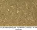 Immortalized Spiny Mouse Dermal Fibroblast Cell Line (AcoSV40) | Applied Biological Materials (abm)