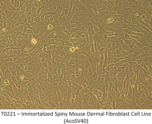 Immortalized Spiny Mouse Dermal Fibroblast Cell Line (AcoSV40) | Applied Biological Materials (abm)