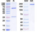 SDS-PAGE for Anti-Cocaine/Benzoylecgonine Antibody (SAA2134)