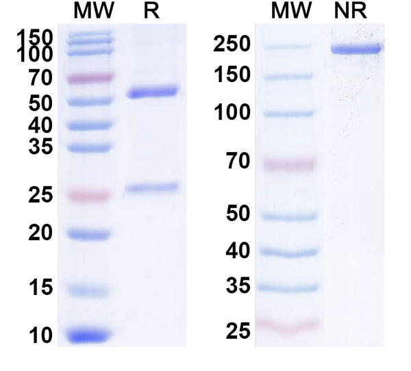 SDS-PAGE for Anti-Cocaine/Benzoylecgonine Antibody (SAA2134)