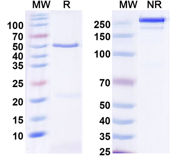 SDS-PAGE for Anti-Cocaine/Benzoylecgonine Antibody (K1-1)