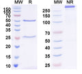 SDS-PAGE for Anti-T4/Thyroxine Antibody (SAA2032)
