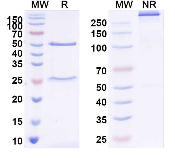 SDS-PAGE for Anti-T4/Thyroxine Antibody (SAA2032)